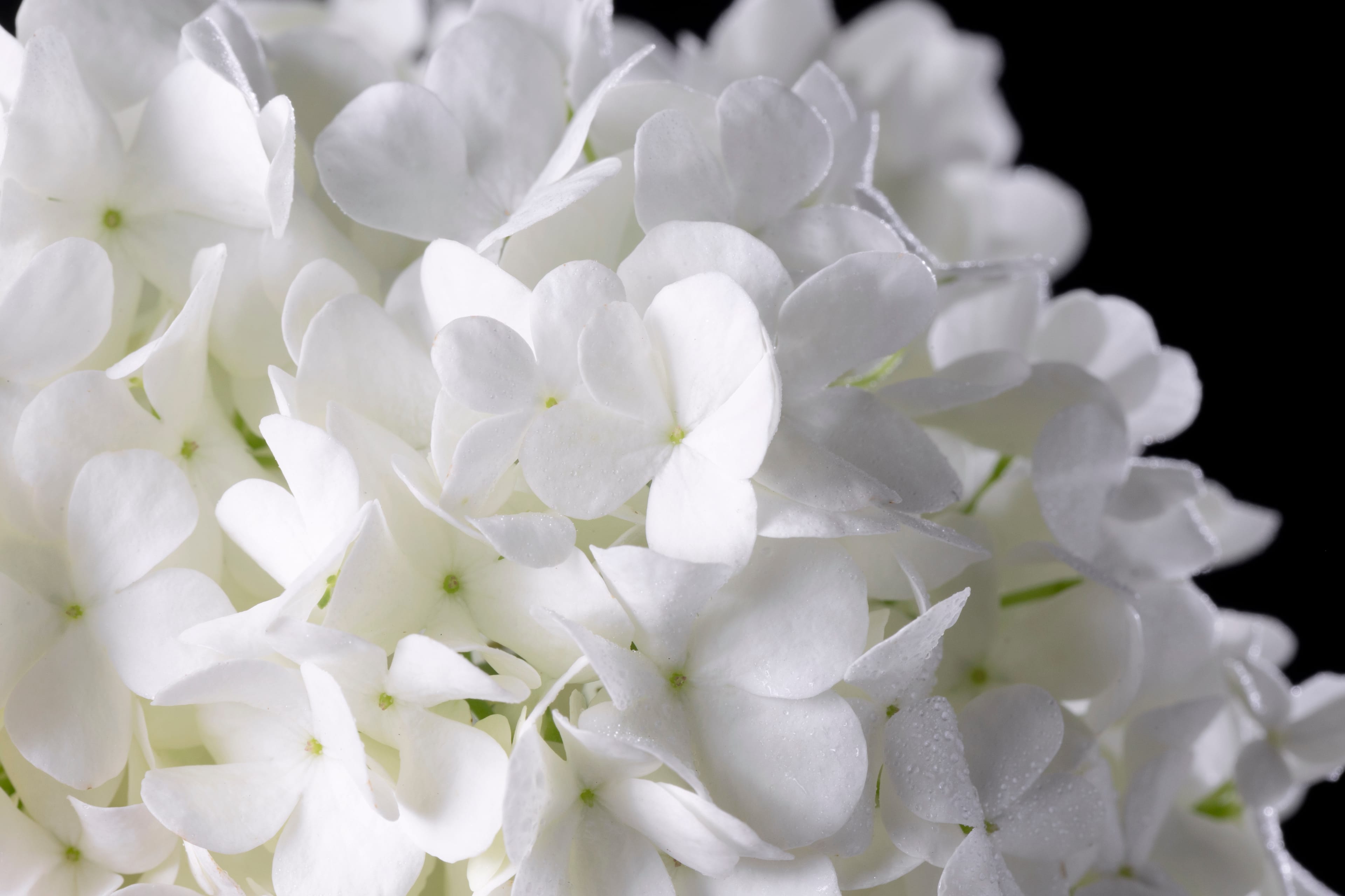 Fiori bianchi su sfondo nero