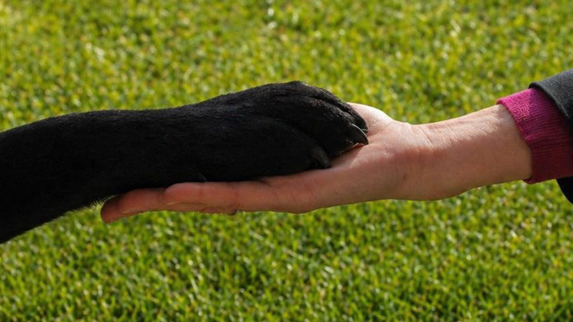Zampa di un cane seduto su un prato