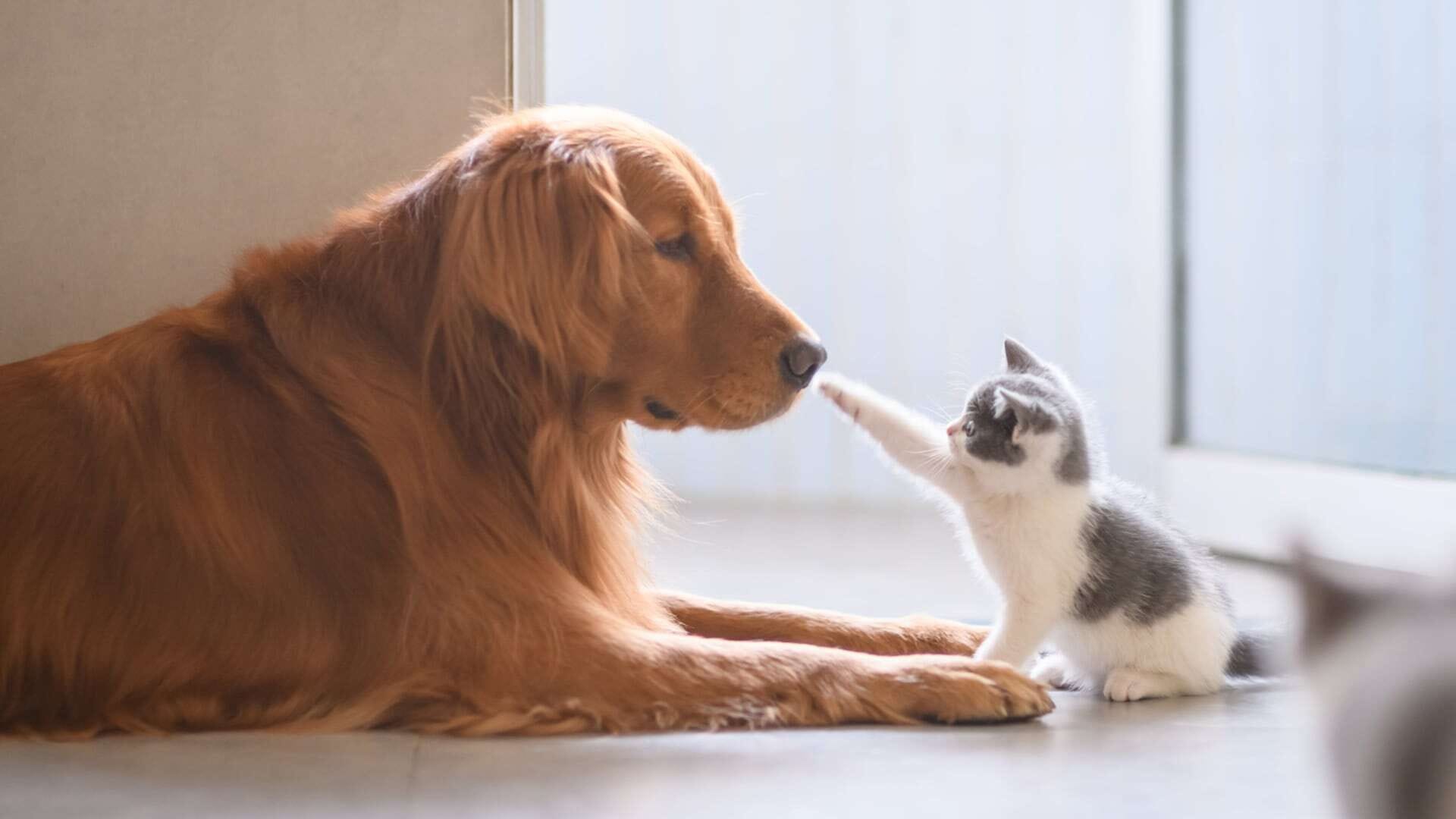 Slide con animali domestici