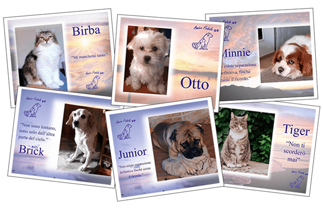 Collage di Foto Card di animali domestici